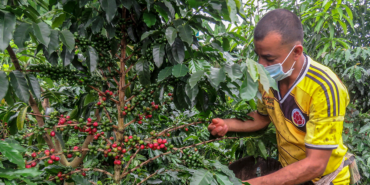 La producción de café en Colombia retrocedió un 3 en