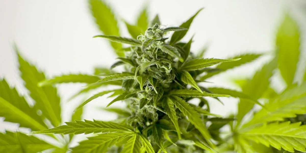 “Nuestro marco normativo del cannabis fortalece la industria farmacéutica del país”: afirma Minjusticia