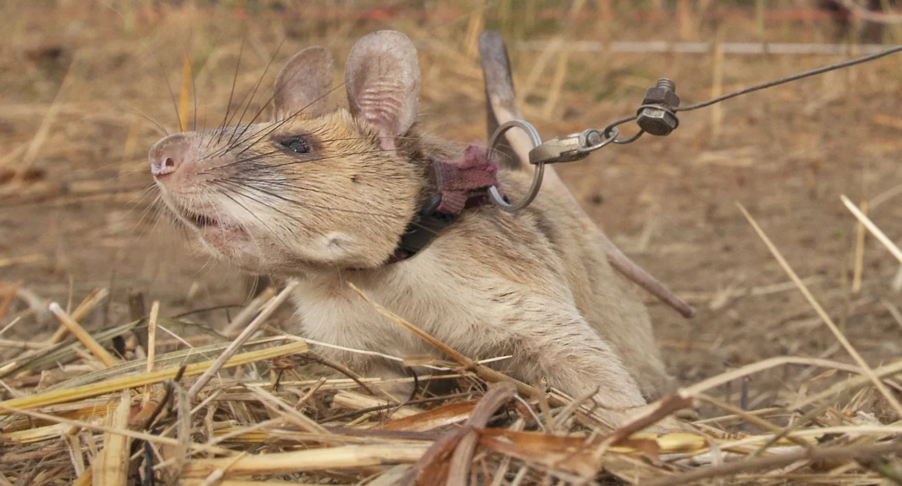 La rata gigante que fue premiada por desactivar minas antipersonas