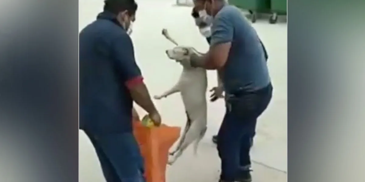 Desvinculan por caso de maltrato animal al director del SENA en Malambo, Atlántico