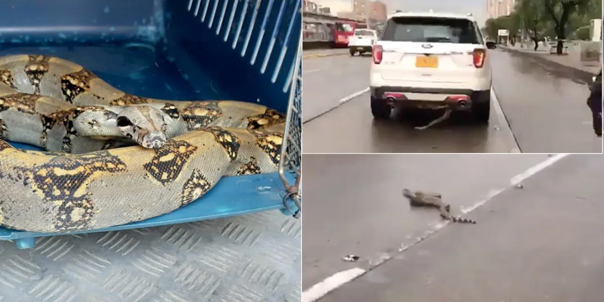 (Video) Serpiente salta de una camioneta y paraliza la avenida NQS