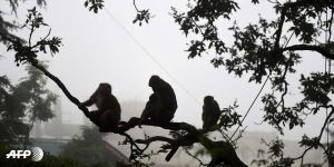 (Video) Otra señal: miles de monos aterrorizan esta ciudad como si fuera el fin del mundo