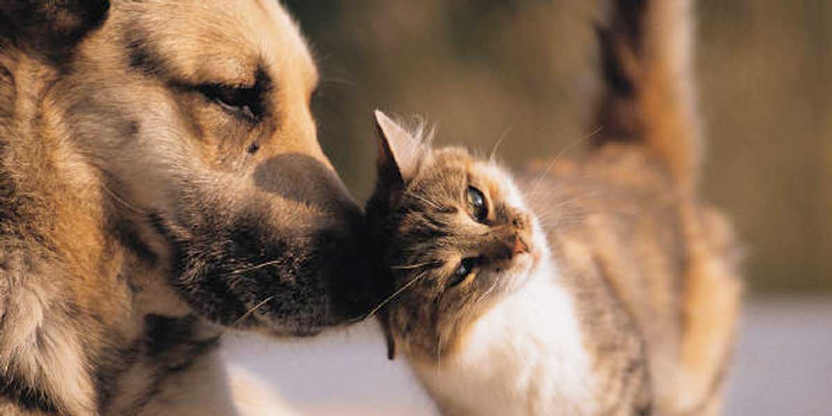 Perros y gatos podrían tener cédula animal gracias a proyecto de Ley -  Noticentro 1 CM&
