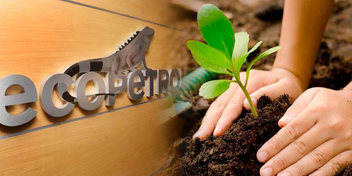 Ecopetrol sembrará 6 millones de árboles para el año 2022 en 12 departamentos del país