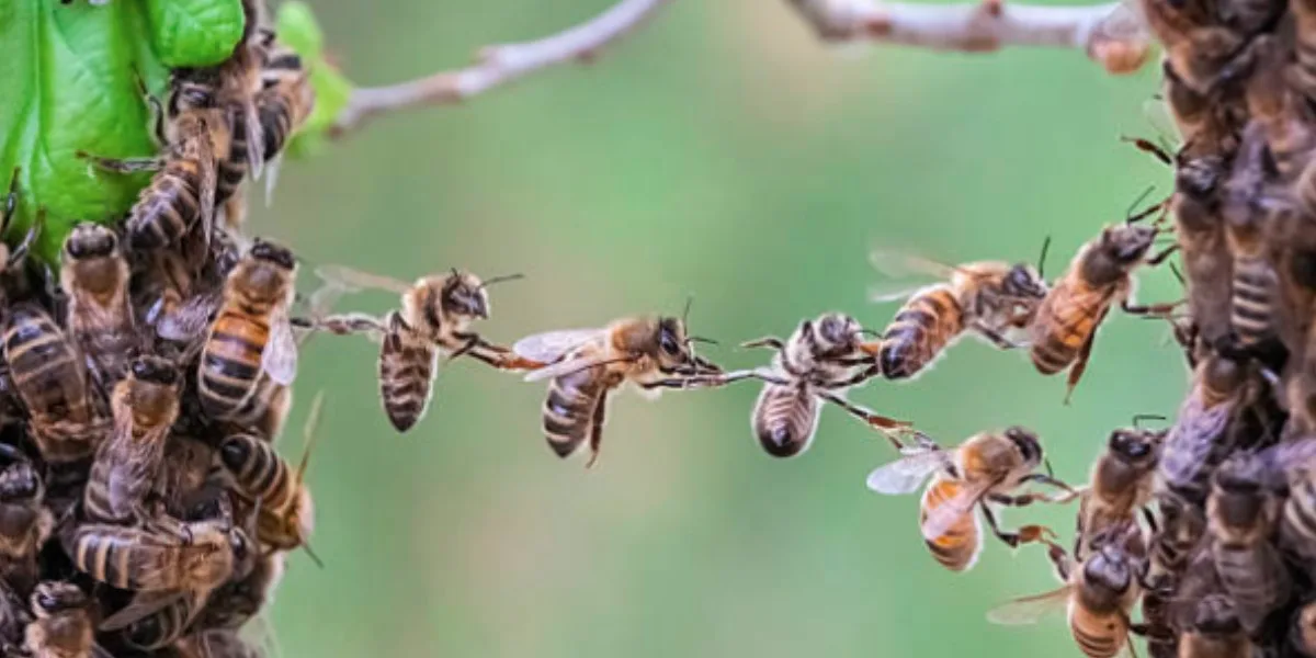 La razón por la que las abejas son consideradas los seres vivos más importantes del planeta