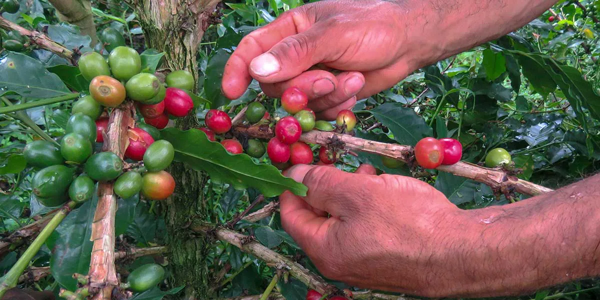La producción de café del país aumentó un 4 % en agosto