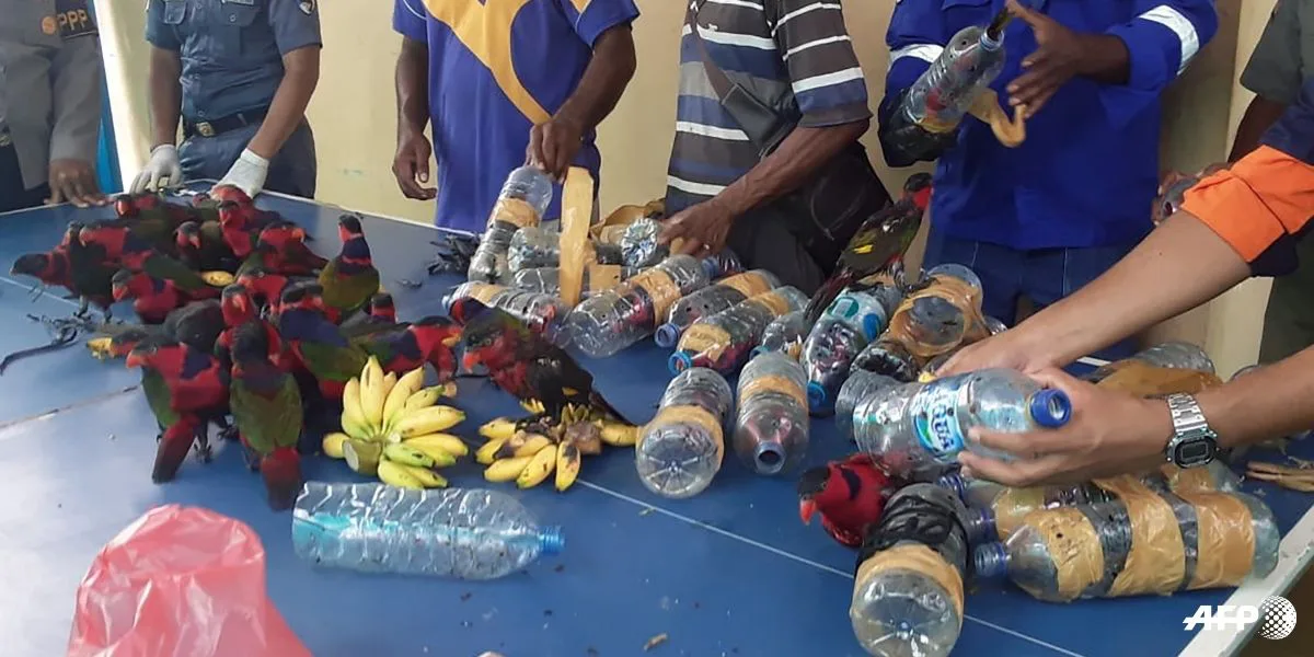 Cientos de loritos fueron encontrados encerrados en botellas de plástico