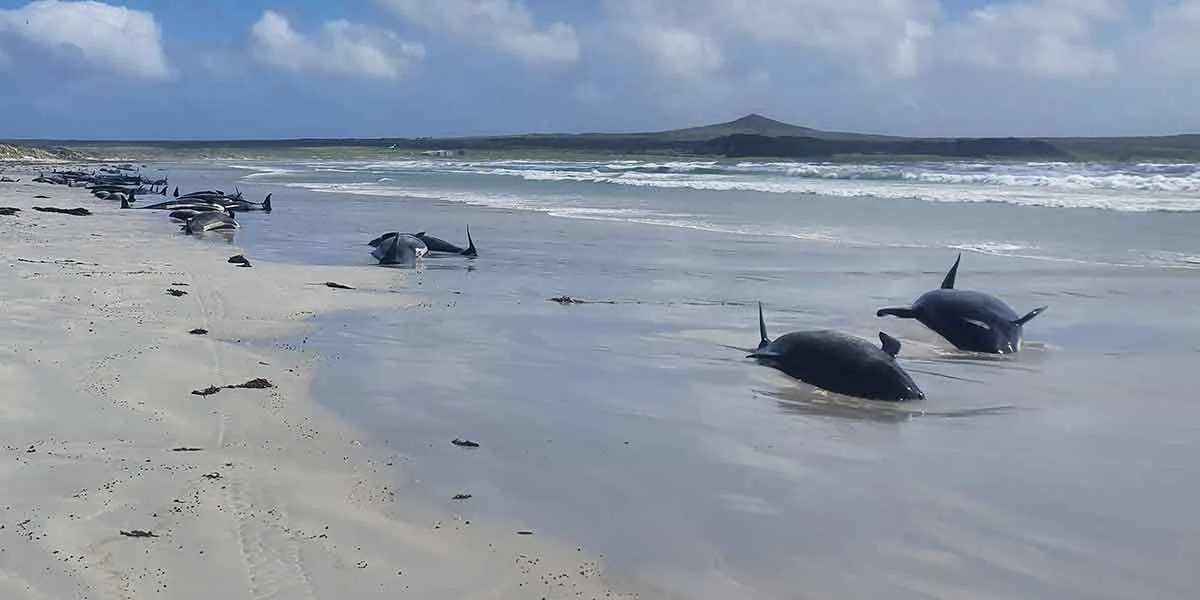 Más de 100 ballenas amanecieron muertas en una playa de Nueva Zelanda