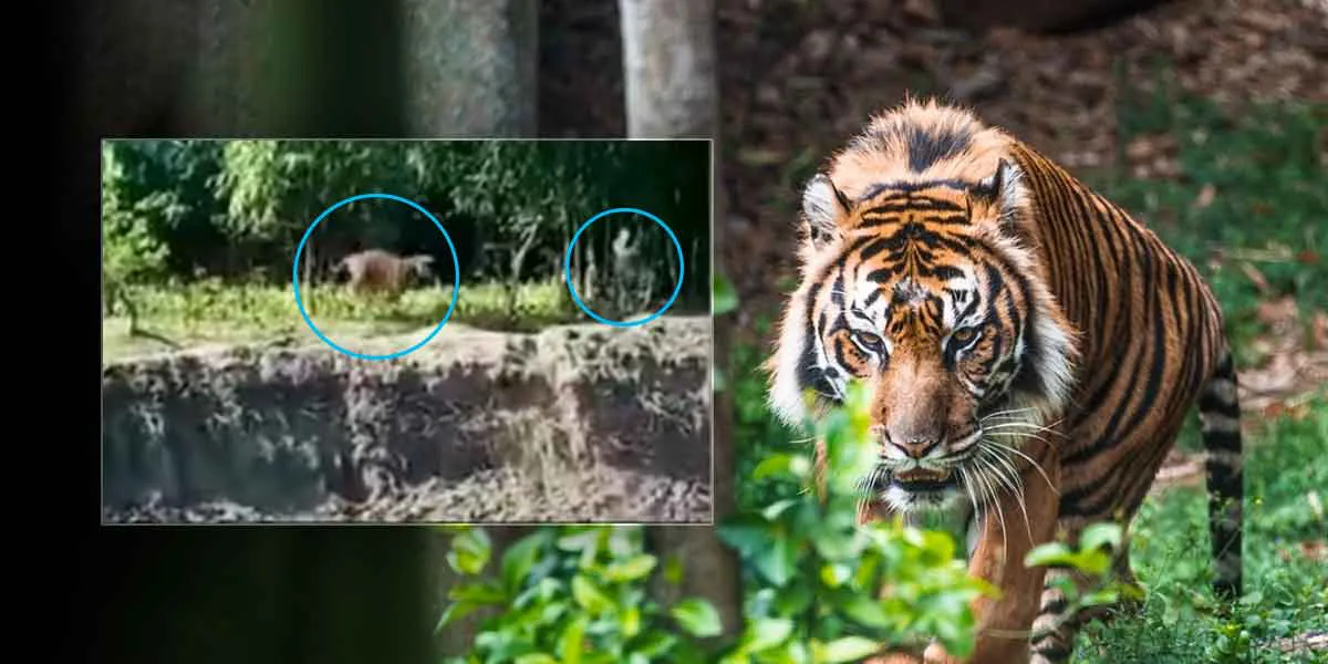 (Video) Tigre escapó de una reserva natural y cazó varias personas