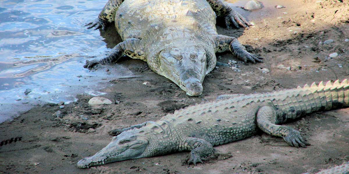 Fotos de un cocodrilo devorando a un macho más joven - Noticentro 1 CM&