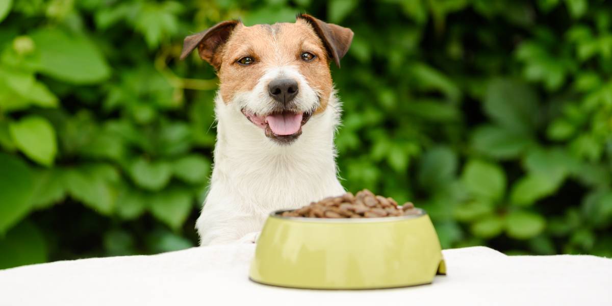 Lo que debes tener cuenta a la hora de elegir la alimentación para tu perro Canal