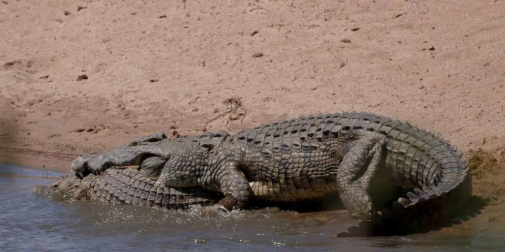 Fotos de un cocodrilo devorando a un macho más joven - Noticentro 1 CM&