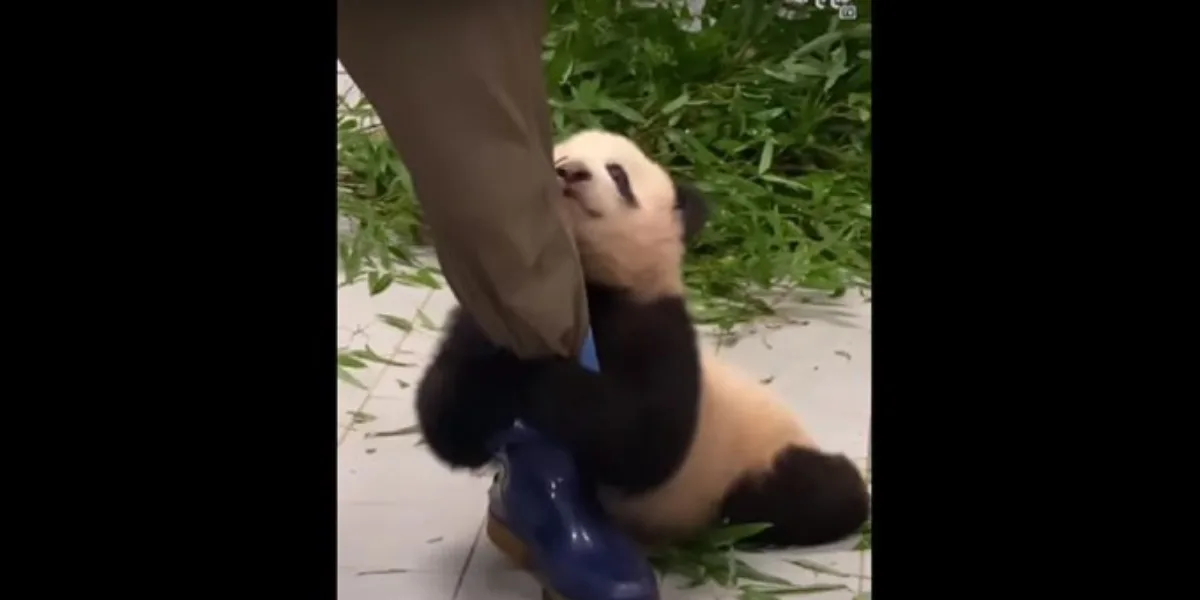 Bebé panda que se aferra a su cuidador arrasa en redes sociales