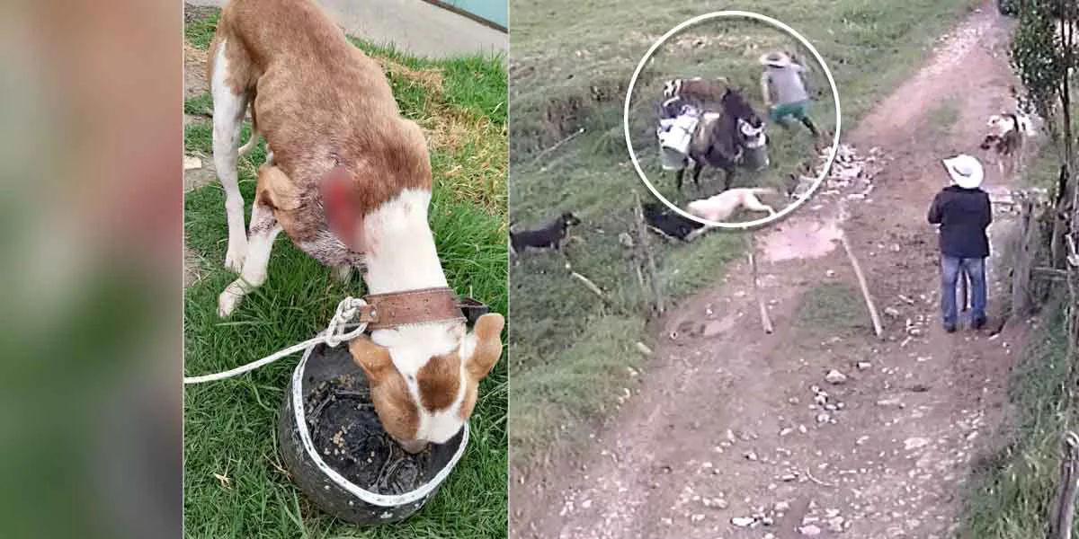 Video: Propinan criminal herida a un perro que reacciona al paso de un caballo