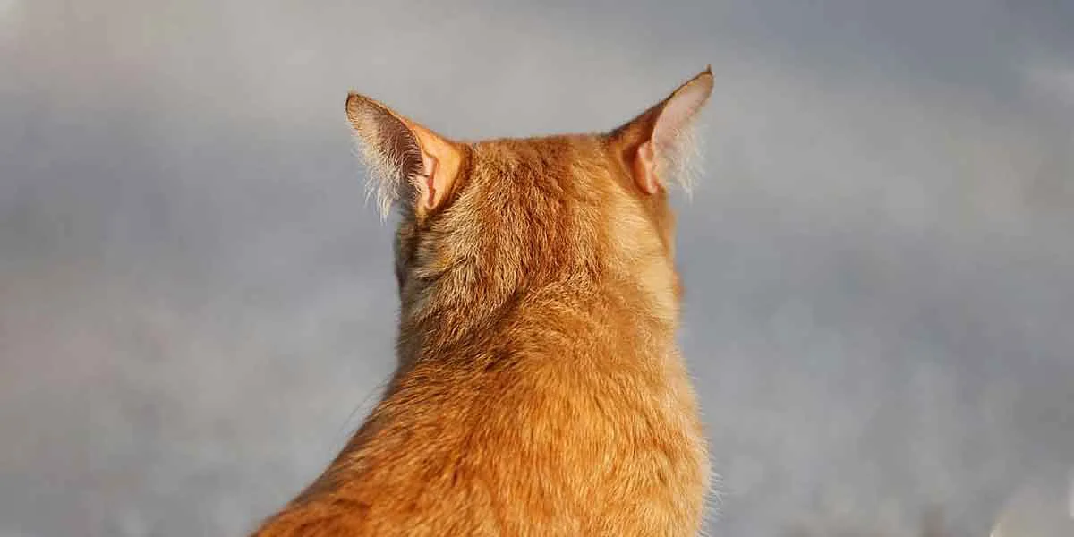 Detectan en testeo primer caso de COVID-19 en un gato doméstico