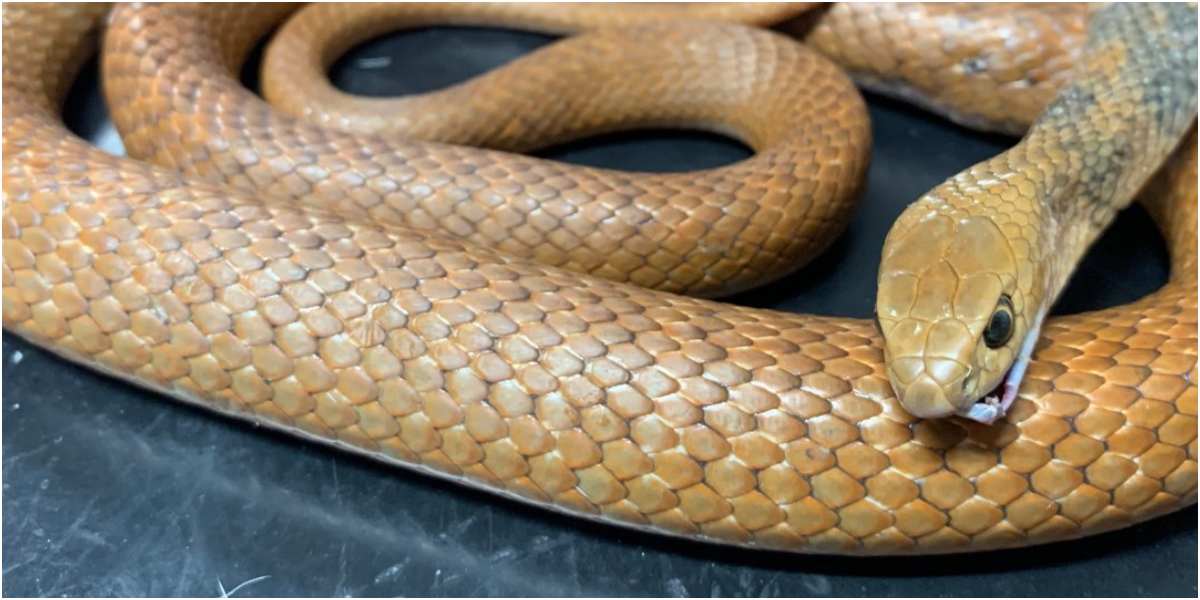 serpiente marron oriental australia