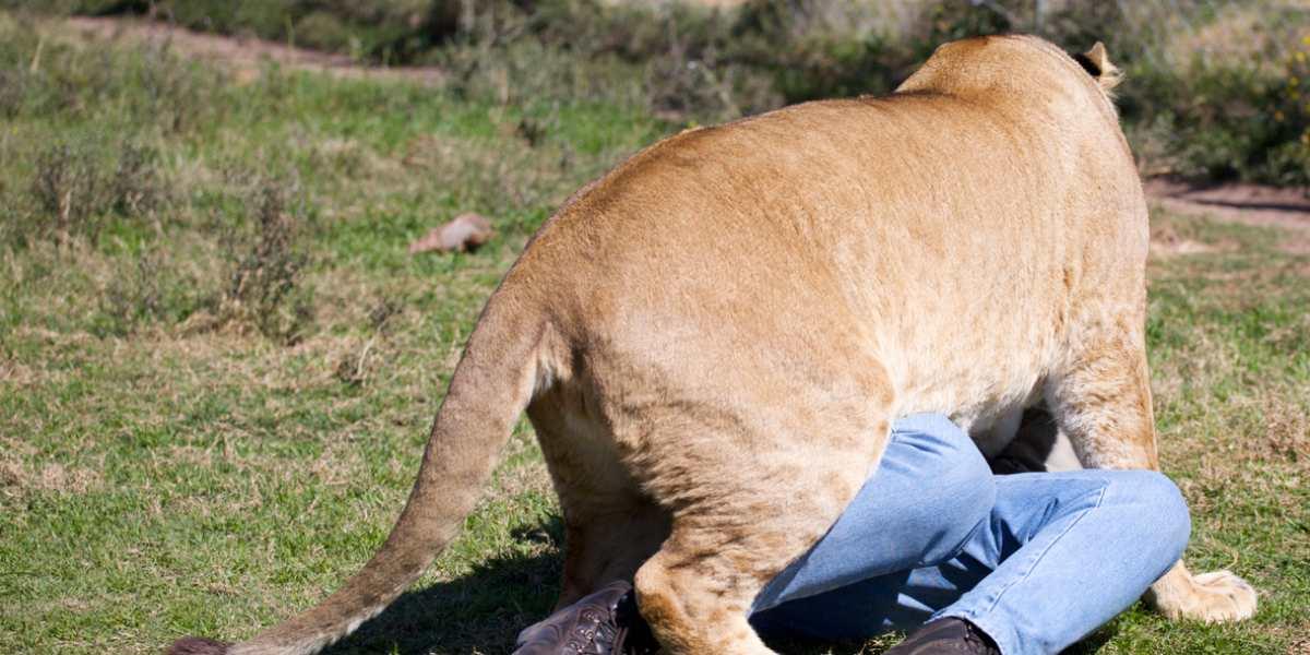 Matan a dos leones por comerse a un guía turístico - Noticentro 1 CM&