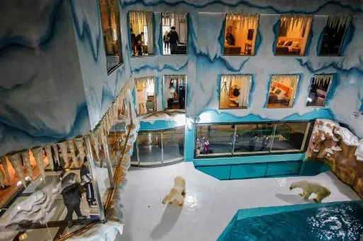 Un hotel exhibe osos polares para atraer más clientes