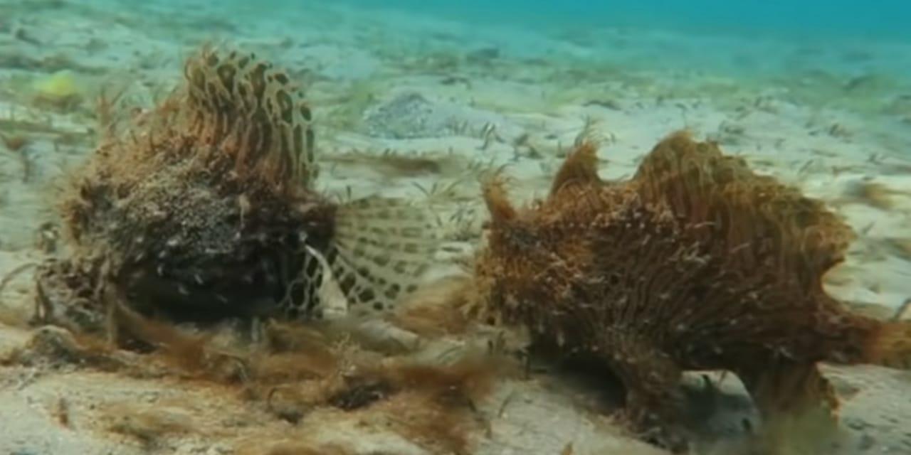 Video) Captan a una extraña pareja de peces peludos 'caminando' en el fondo  de una laguna en Florida - Noticentro 1 CM&