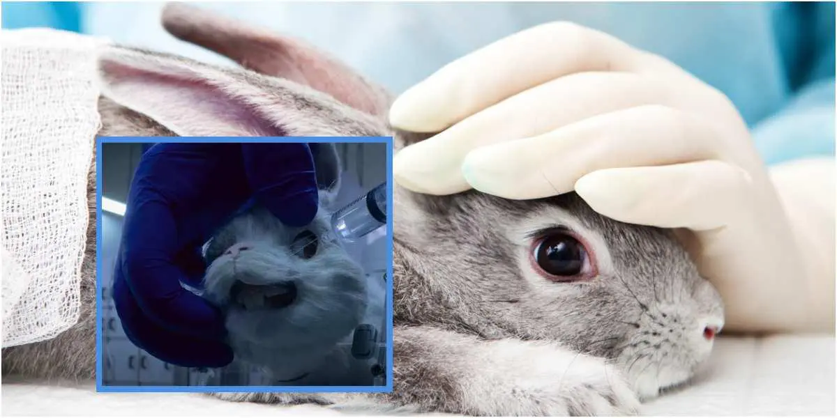 (Video viral) El sufrir de un conejo revela cómo testean con animales en los laboratorios