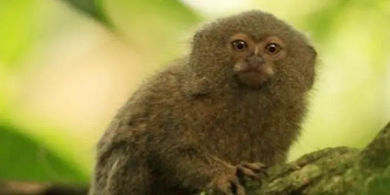 Descubren en Ecuador nueva especie del primate más pequeño del mundo