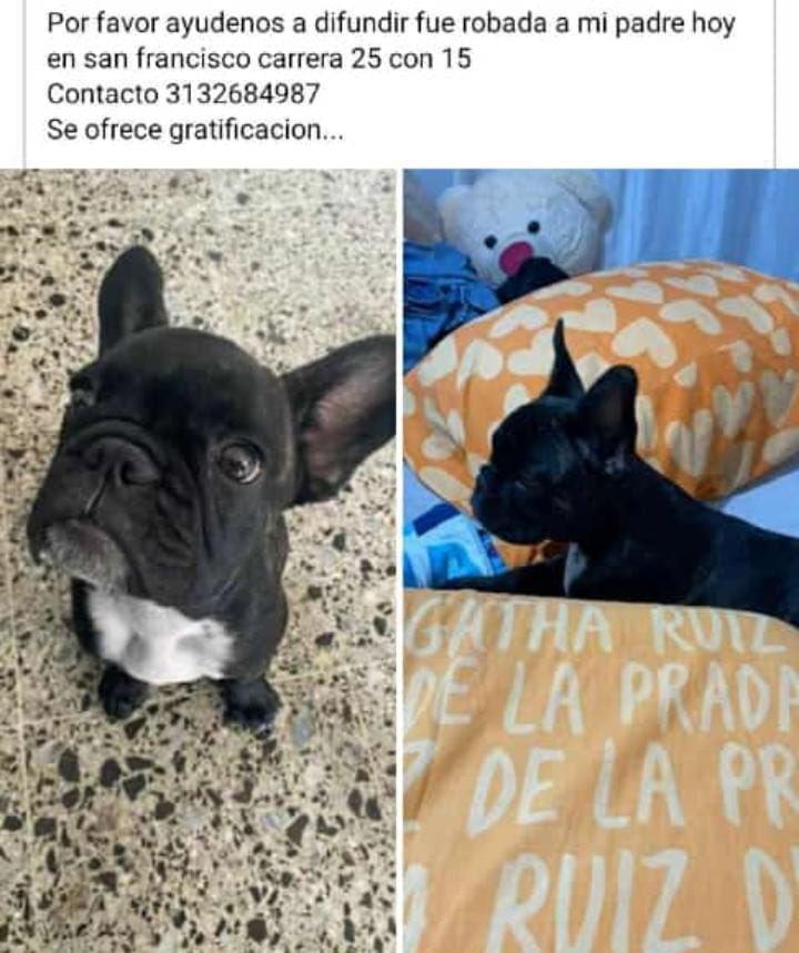 Perro robado Bucaramanga