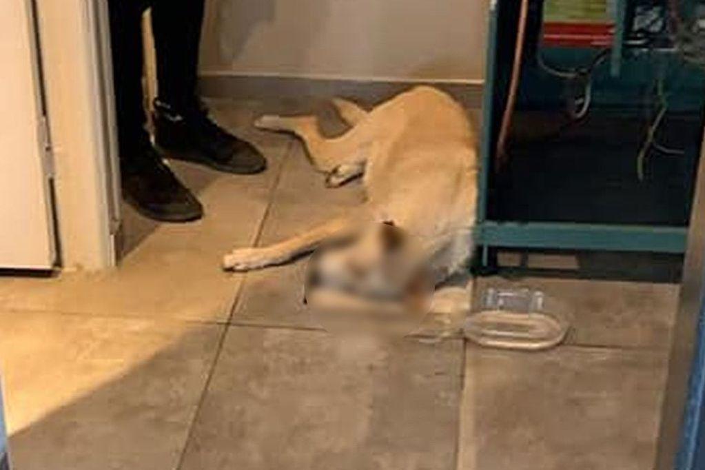 gringo perro muerto patada argentina
