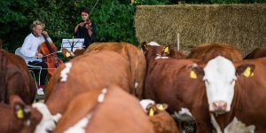 Vacas asisten a conciertos de música clásica en Dinamarca