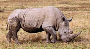 La caza furtiva de rinocerontes aumenta en Sudáfrica