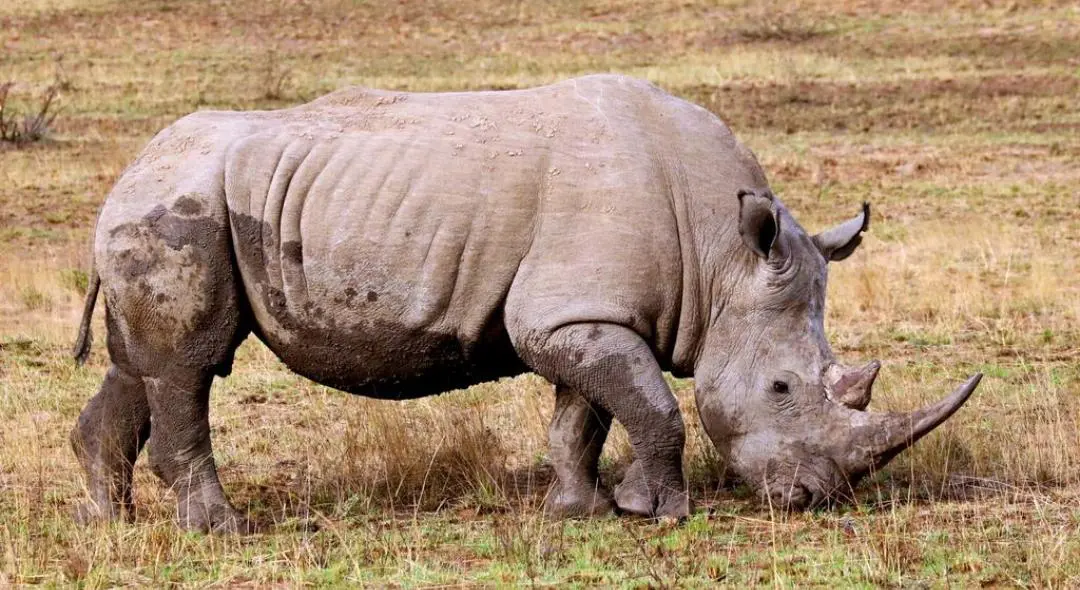 La caza furtiva de rinocerontes aumenta en Sudáfrica