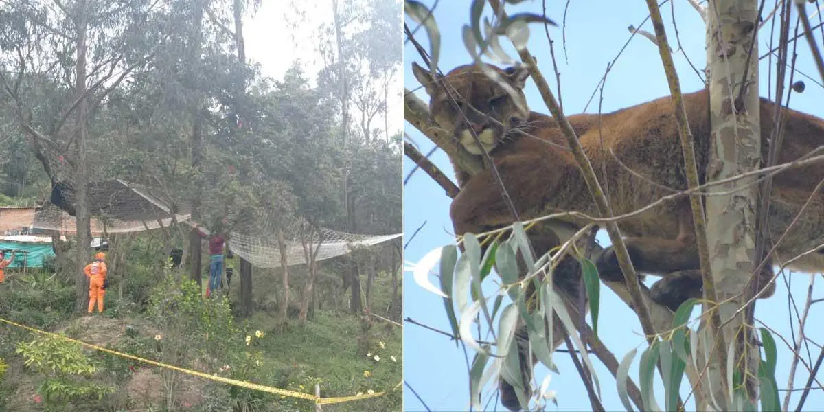 Puma pasó más de 30 horas en un árbol para huir de una furiosa manada de perros en Santander
