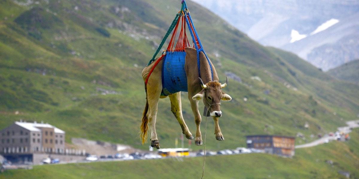 Vacas lesionadas vuelven en helicóptero a su hogar y las fotos conquistan el mundo