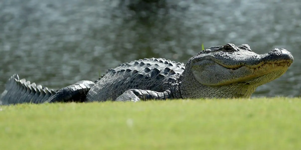 Una mujer murió en Florida al caer a un estanque con caimanes