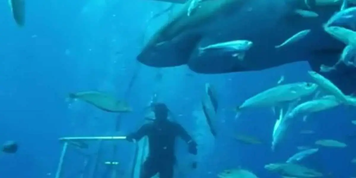 Momento en que el tiburón Deep Blue aterroriza a buceadores que buscaban emociones