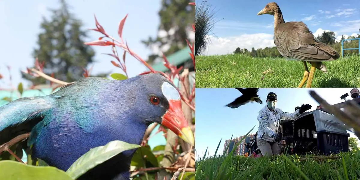 Llegan las aves migratorias: Bogotá se alista para recibirlas