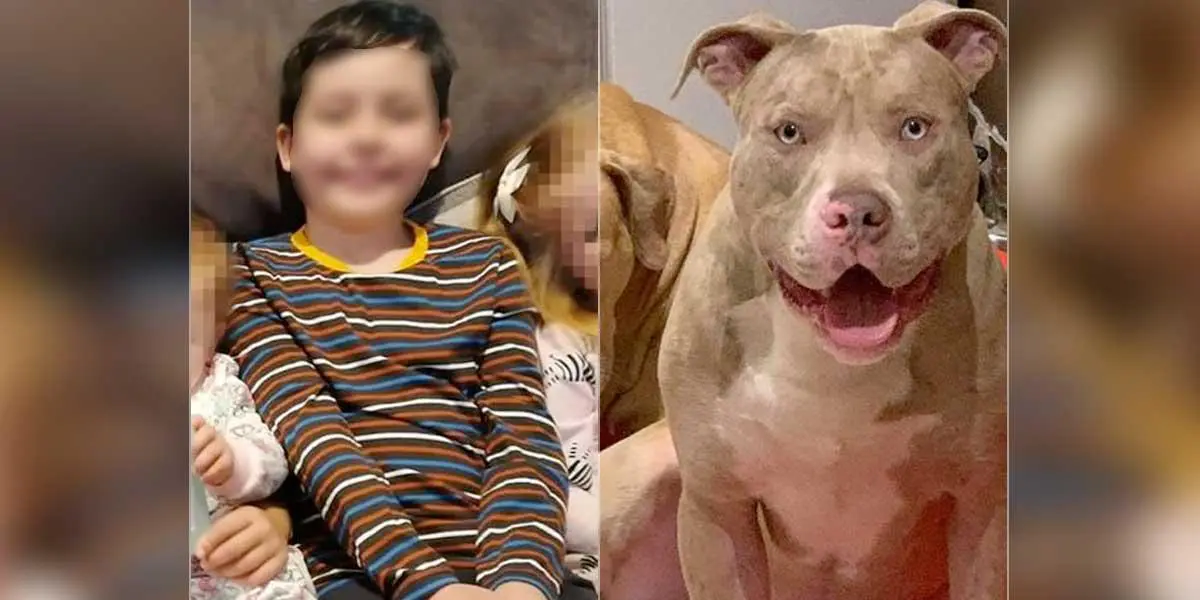 Niño de 10 años fue asesinado por un perro pitbull