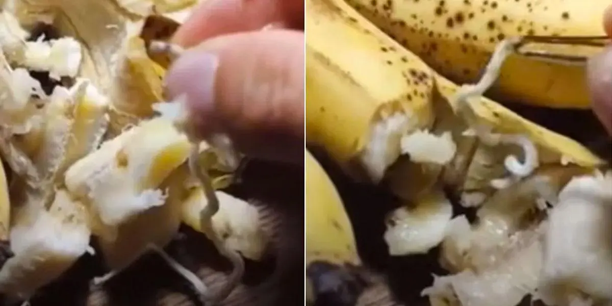 La verdad sobre el “lote de plátanos lleno de gusanos” que llegó de Somalia
