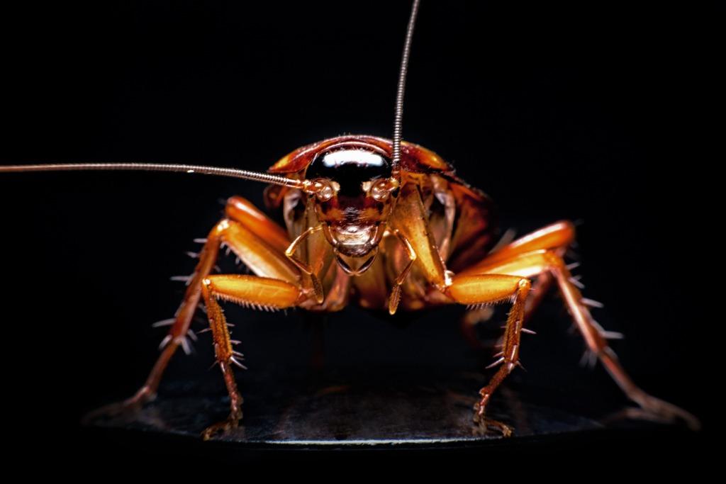 foto de una cucaracha