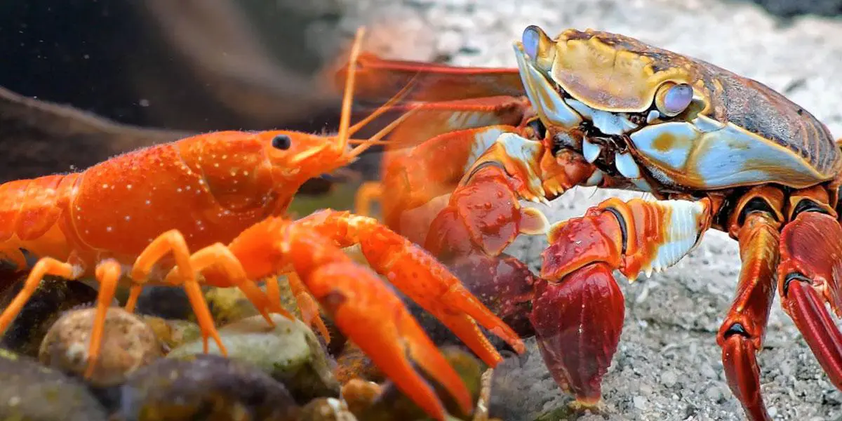 Reino Unido reconoció a los pulpos, cangrejos y langostas como seres que sienten dolor y angustia
