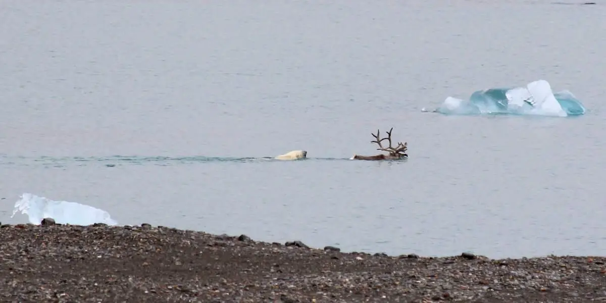 Atípica escena de oso polar comiendo un reno evidencia el deshielo en el ártico