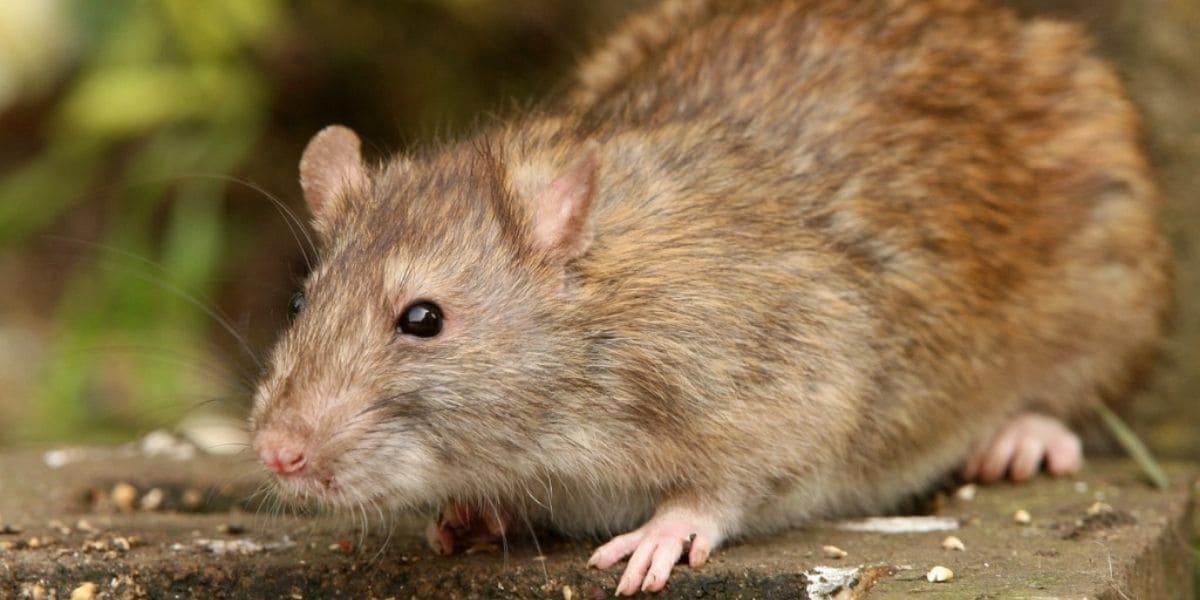 ¿Qué significa soñar con ratas? No todo es malo