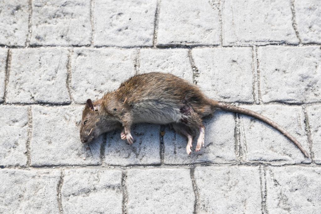 foto de rata muerta