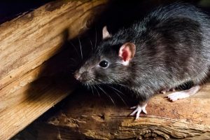 Alerta en la Avenida 68 con Esperanza: plaga de ratas preocupa a ciudadanos