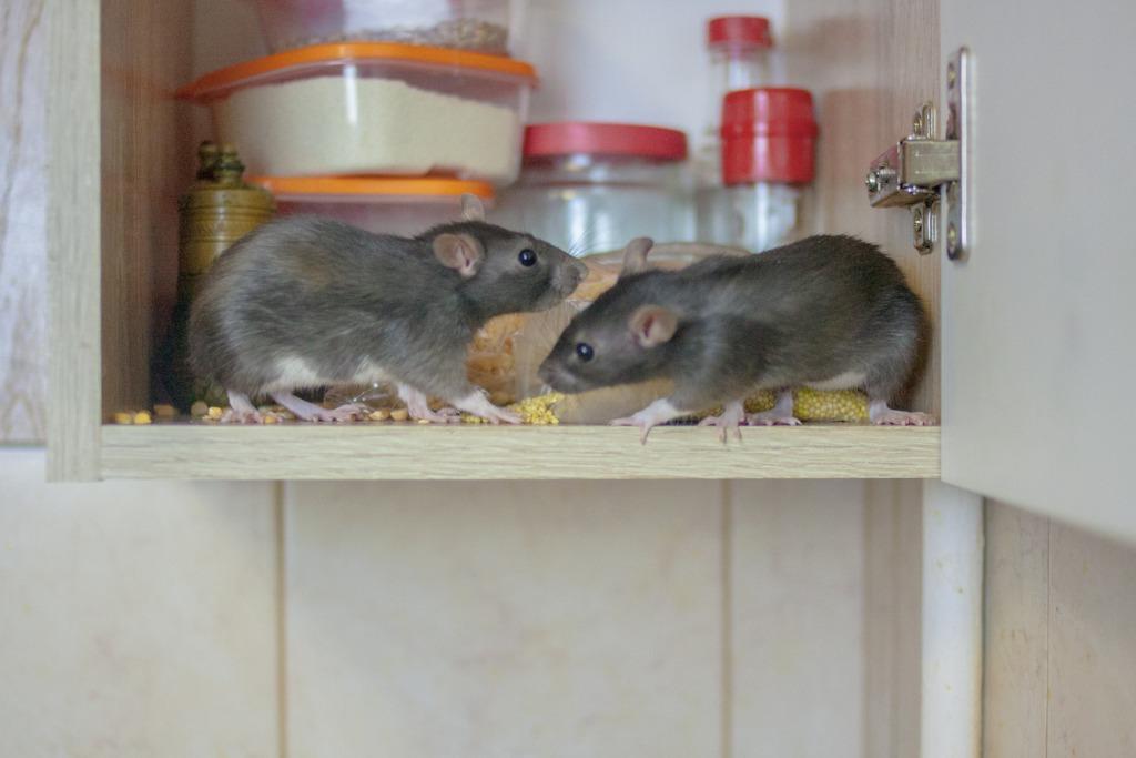foto de ratas en una cocina