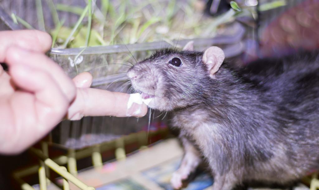 ¿Qué significa soñar con ratas? No todo es malo