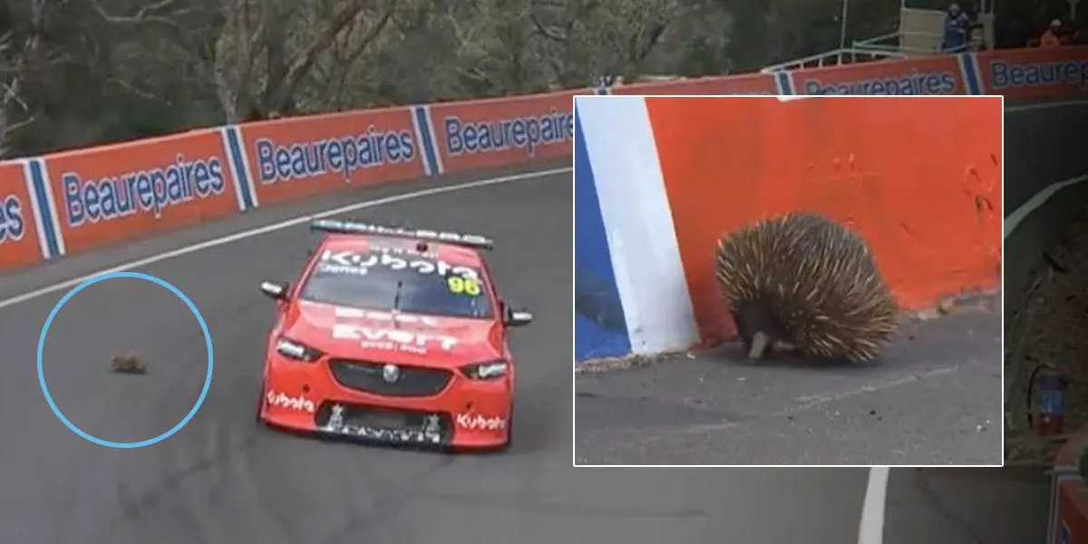 (Video) Un equidna provocó caos al colarse en una carrera en Australia