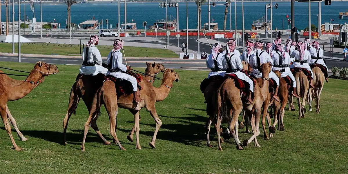 Excluyen a camellos de un concurso de belleza por tener bótox inyectado