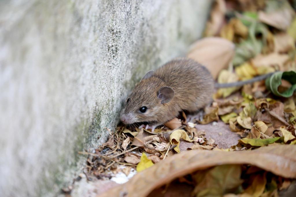 foto de un ratón