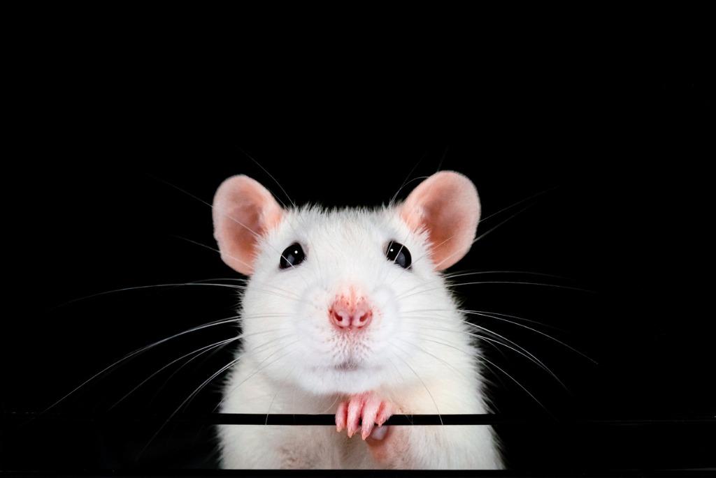 foto de un ratón blanco