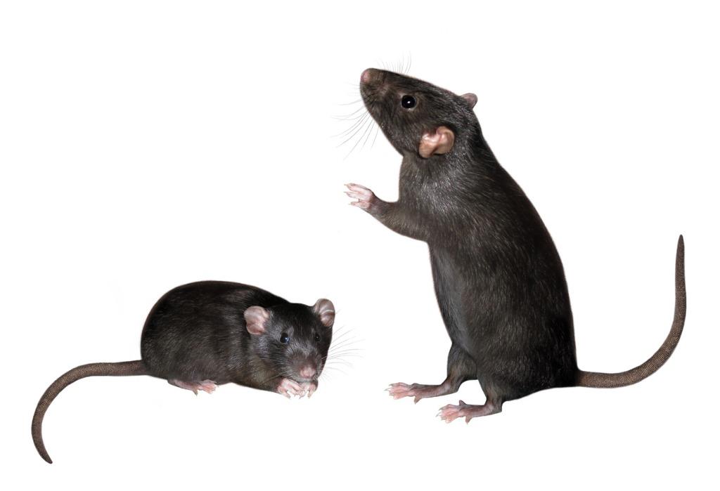 foto de dos ratones negros